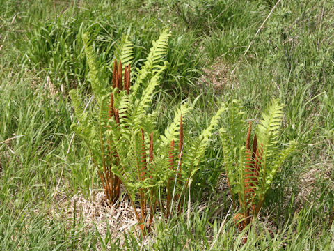 Osmunda cinnamomea