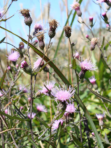 Cirsium nipponicum var. yoshinoi