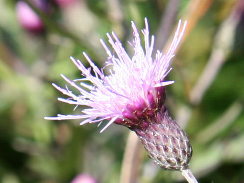 Cirsium nipponicum var. yoshinoi