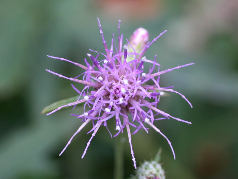 Cirsium nipponicum var. yoshinoi