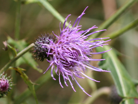 Cirsium nipponicum var. yoshinoi