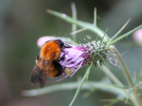 Cirsium nipponicum var. yoshinoi