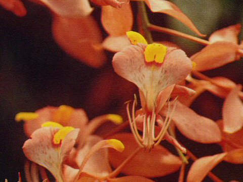 Amherstia nobilis