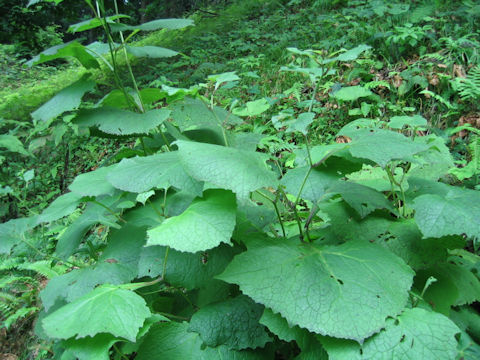 Cacalia hastata ssp. orientalis