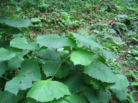 Cacalia hastata ssp. orientalis