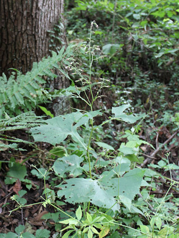 Cacalia hastata ssp. orientalis