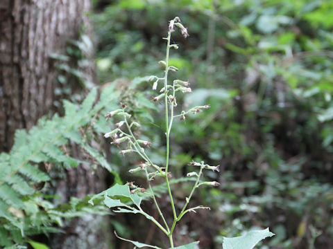 Cacalia hastata ssp. orientalis