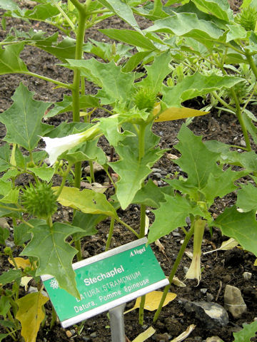 Datura stramonium