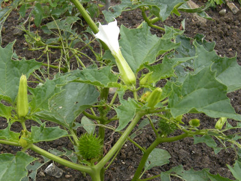 Datura stramonium