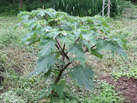 Datura stramonium