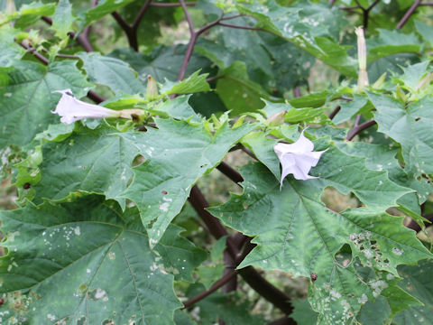 Datura stramonium