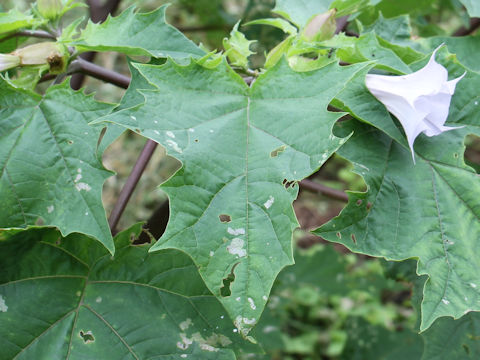 Datura stramonium