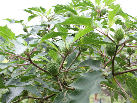 Datura stramonium