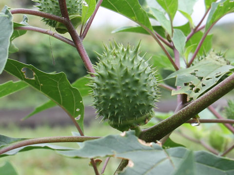 Datura stramonium