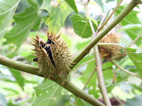 Datura stramonium