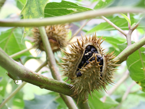 Datura stramonium