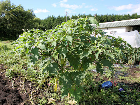 Datura stramonium