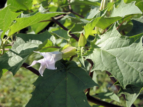 Datura stramonium