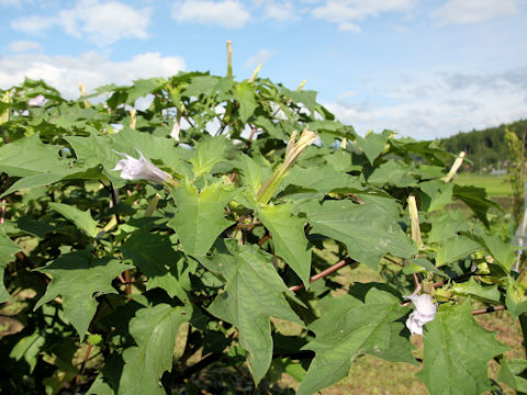 Datura stramonium