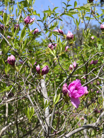 Rhododendron yedoense var. yedoense f. yedoense