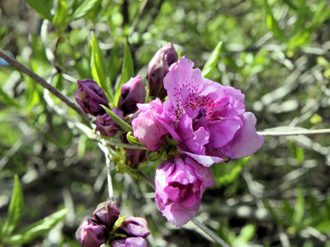 Rhododendron yedoense var. yedoense f. yedoense