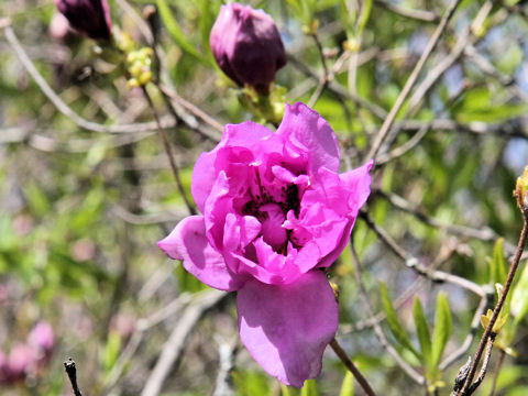 Rhododendron yedoense var. yedoense f. yedoense