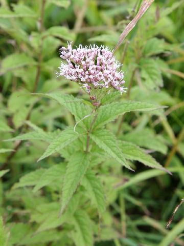 Eupatorium chinense var. sachalinense