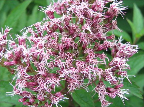 Eupatorium chinense var. sachalinense