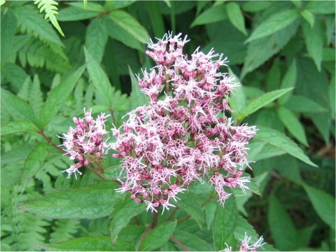 Eupatorium chinense var. sachalinense