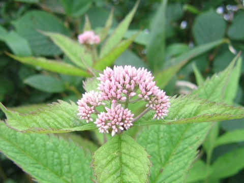 Eupatorium chinense var. sachalinense