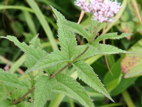 Eupatorium chinense var. sachalinense