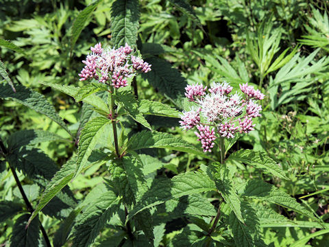 Eupatorium chinense var. sachalinense