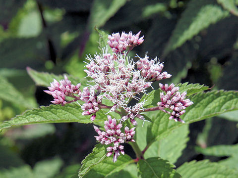 Eupatorium chinense var. sachalinense