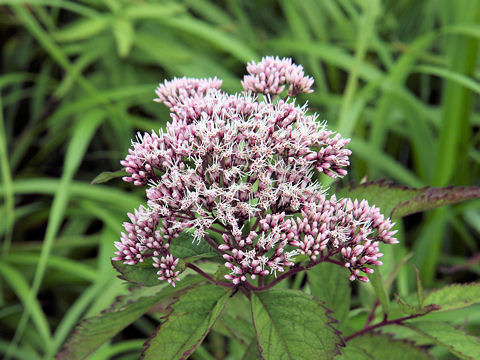 Eupatorium chinense var. sachalinense