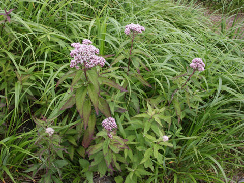 Eupatorium chinense var. sachalinense