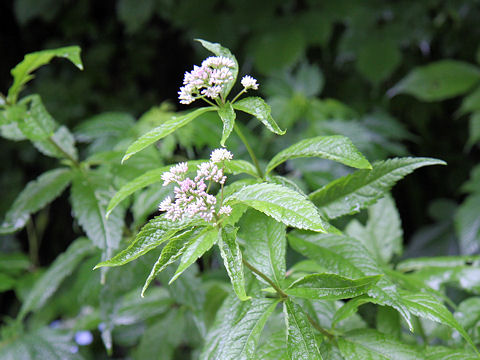 Eupatorium chinense var. sachalinense