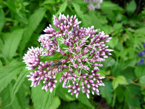 Eupatorium chinense var. sachalinense