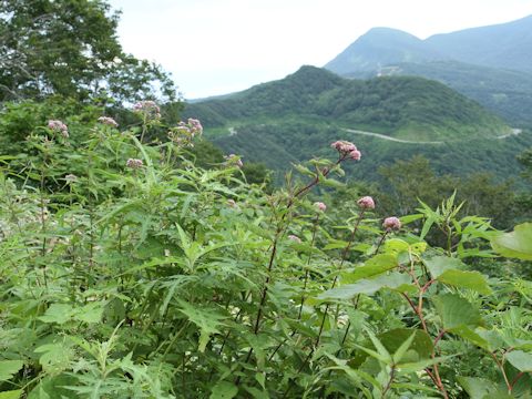 Eupatorium chinense var. sachalinense