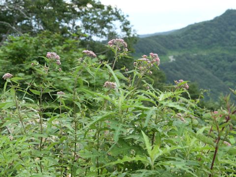 Eupatorium chinense var. sachalinense