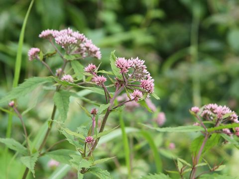 Eupatorium chinense var. sachalinense