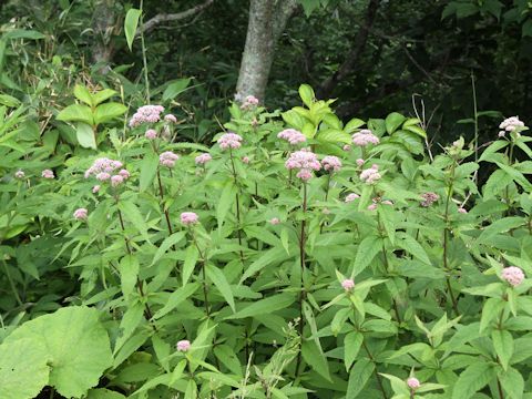 Eupatorium chinense var. sachalinense