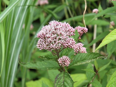 Eupatorium chinense var. sachalinense