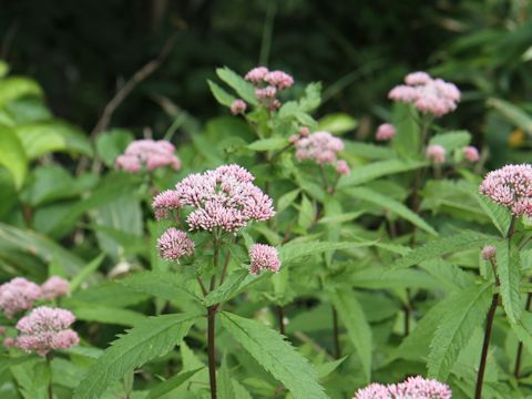 Eupatorium chinense var. sachalinense