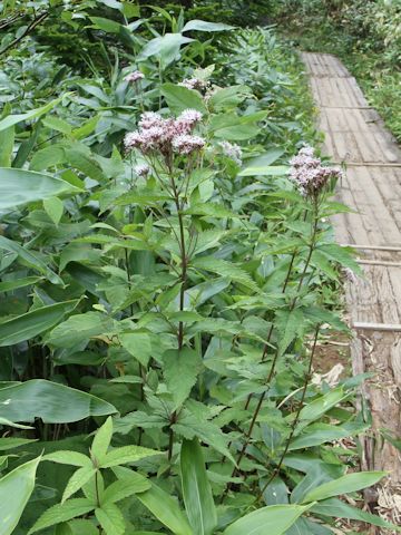 Eupatorium chinense var. sachalinense