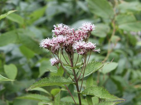 Eupatorium chinense var. sachalinense