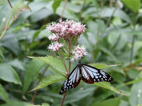 Eupatorium chinense var. sachalinense