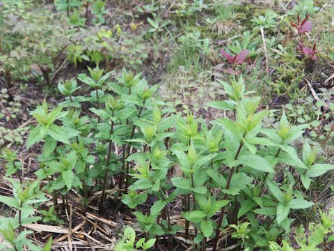 Eupatorium chinense var. sachalinense