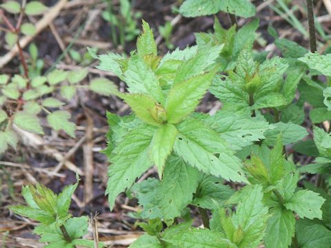 Eupatorium chinense var. sachalinense