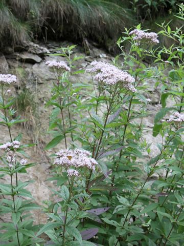 Eupatorium chinense var. sachalinense