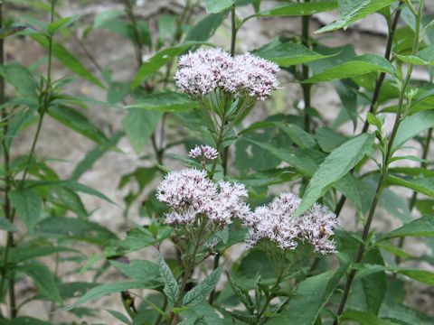 Eupatorium chinense var. sachalinense